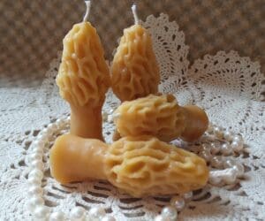 4 tiny morels 1