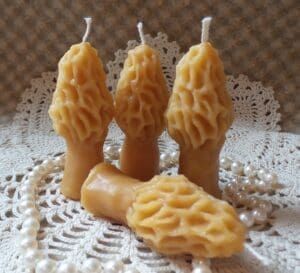 4 tiny morels 2