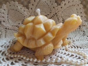 New turtle 1