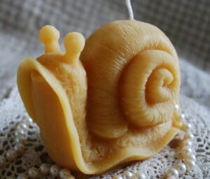snail-2