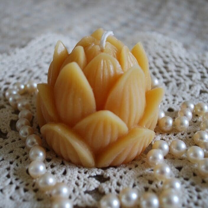 Lotus bud 1